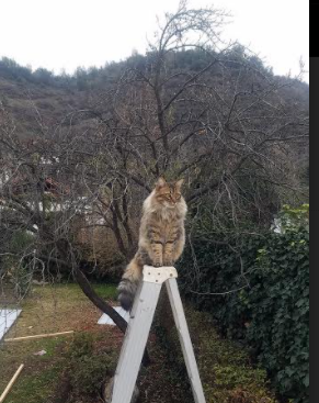 登贝莱加盟巴塞罗那,登贝莱加盟巴萨