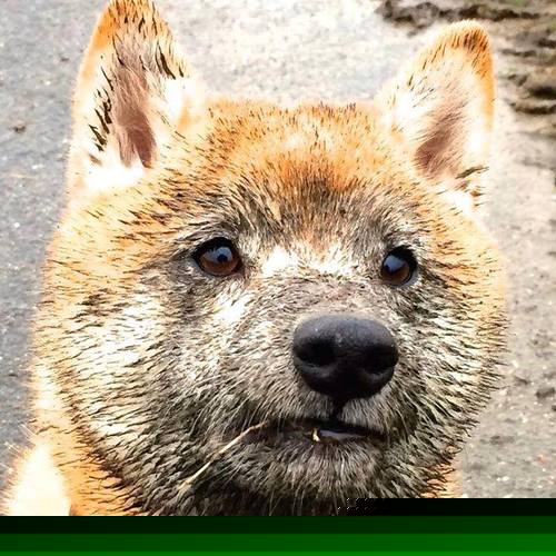 赛场外:粉丝的爱情故事与支持力量,赛场之外的精彩作文