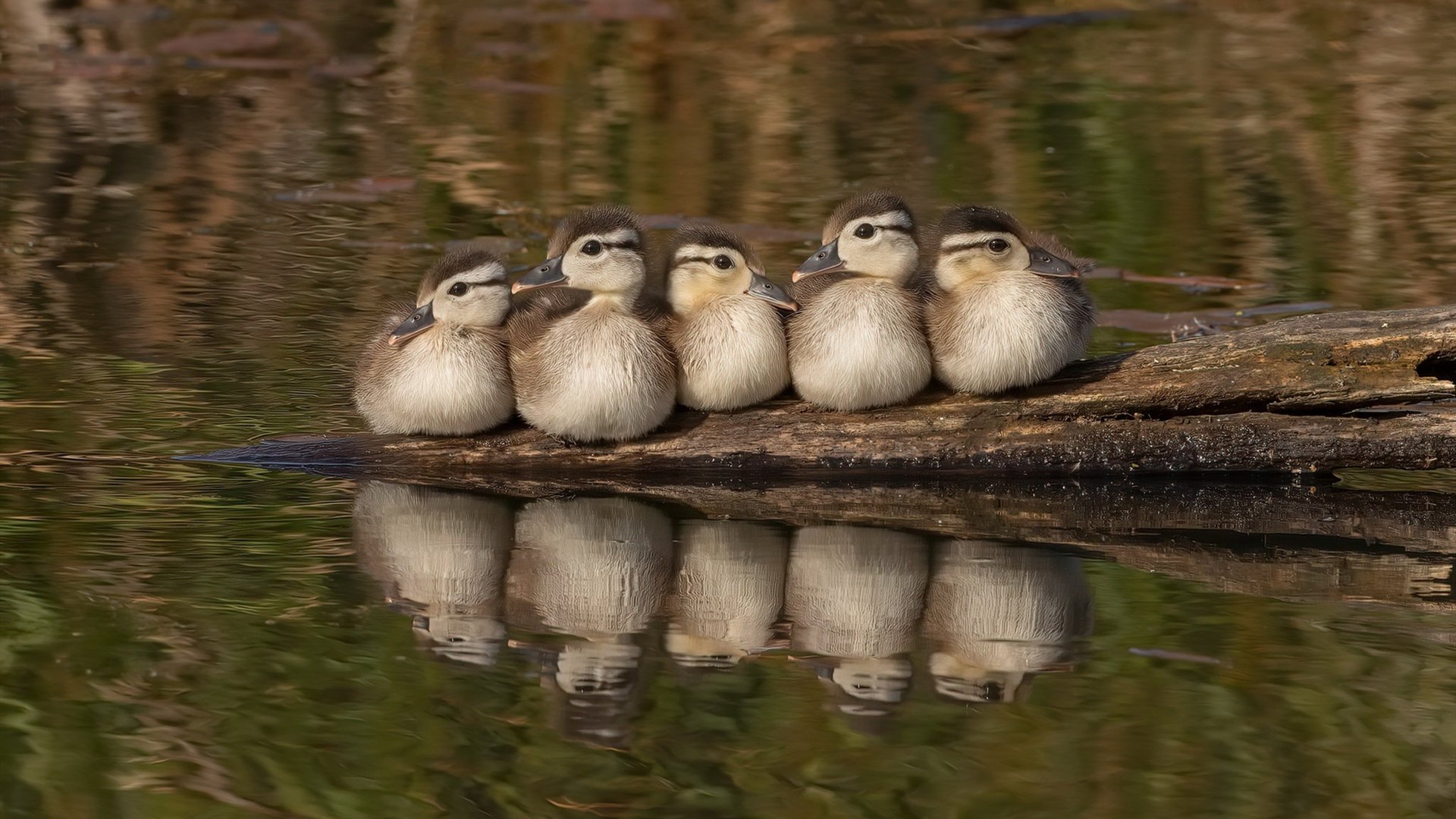 切尔西女足主帅谈球队未来目标,切尔西女足什么水平