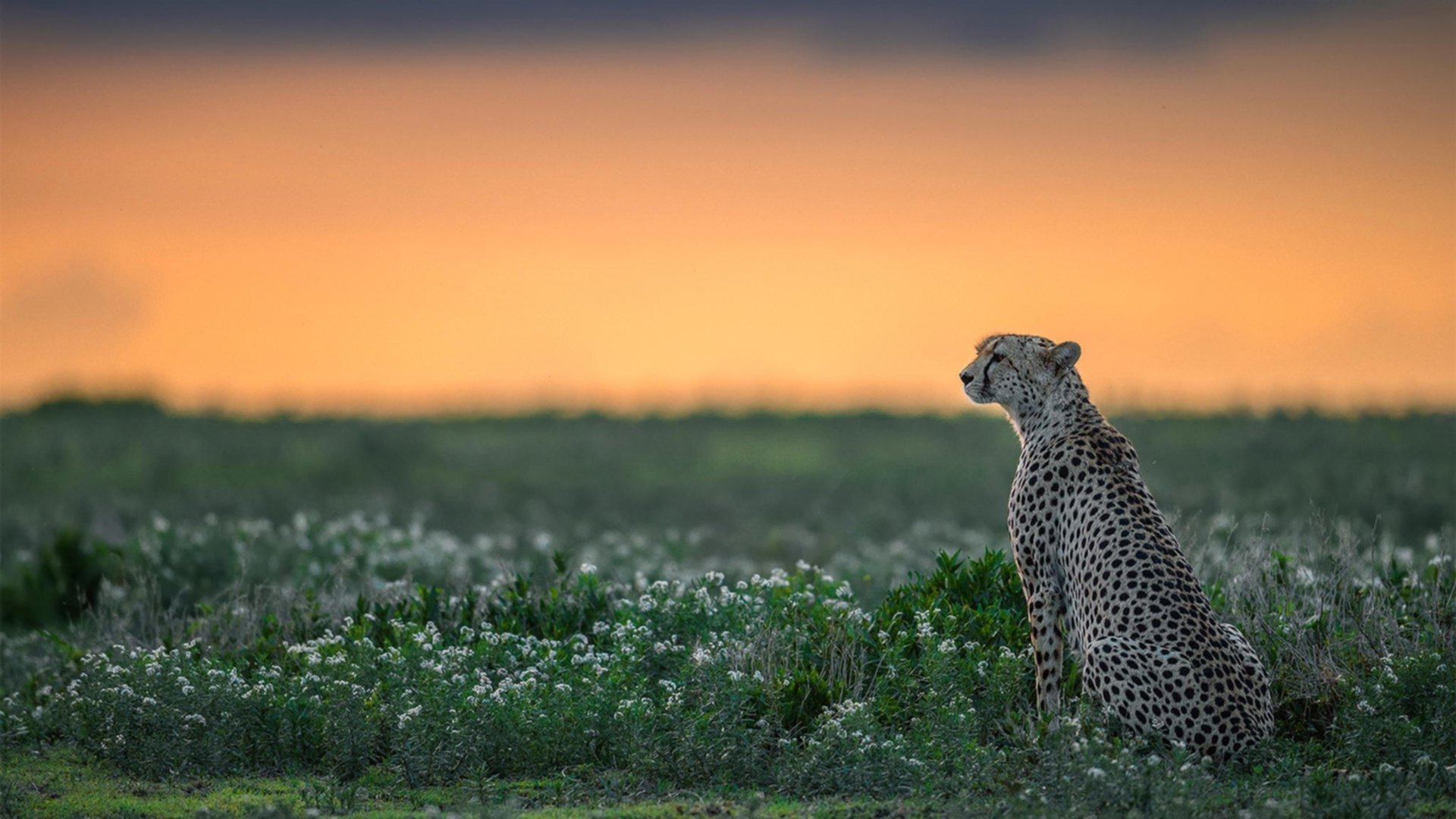 Leyu Sport下载-凯撒酋长球员获选国内赛事最佳球员，凯撒 cba