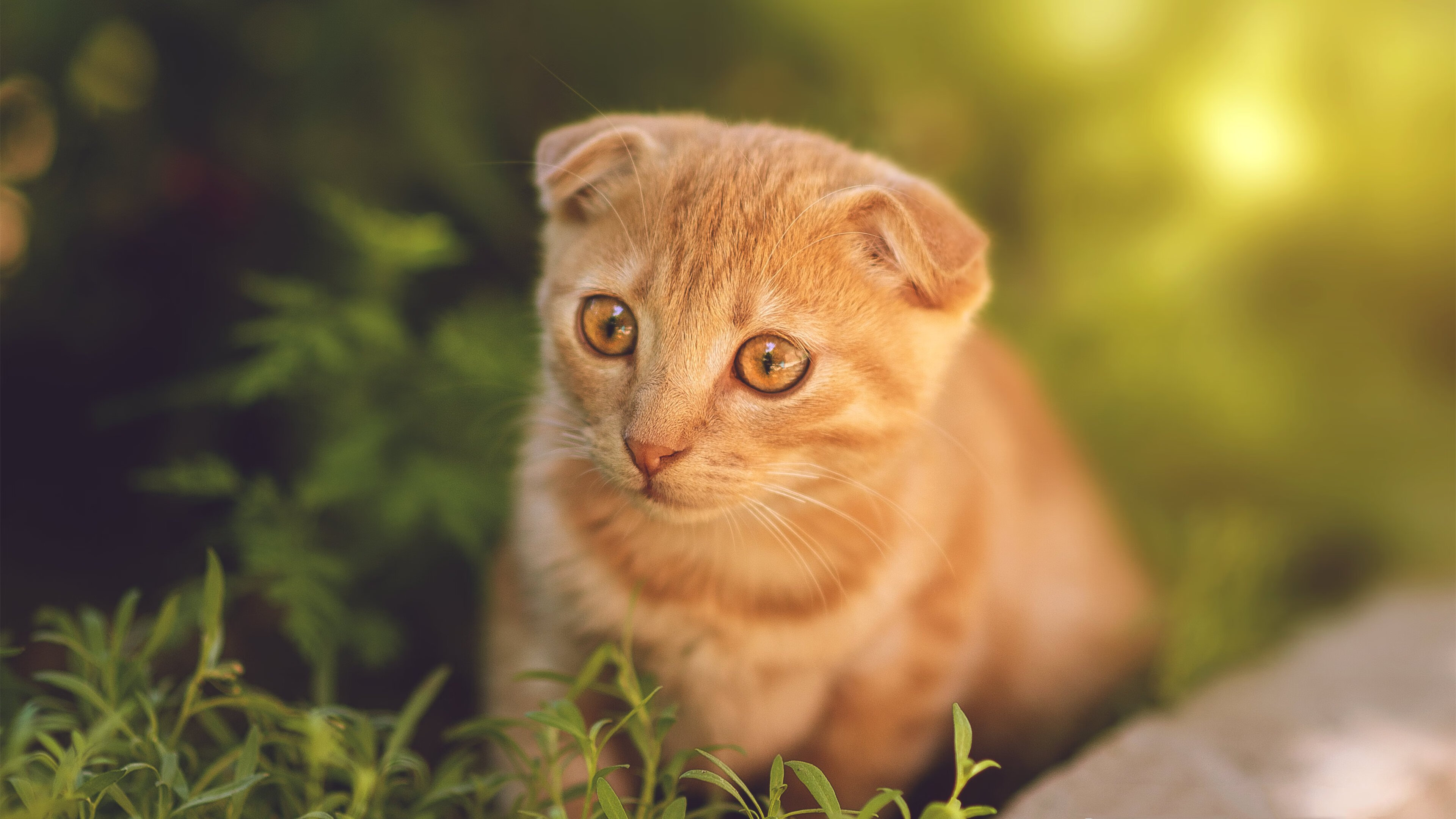 乐鱼电竞· (中国)官方网站-北美球员加盟亚洲联赛，打破传统球员转会，北美球队参加美洲杯吗