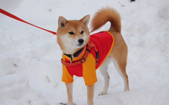 北美球员加盟亚洲联赛,打破传统球员转会,北美球队参加美洲杯吗