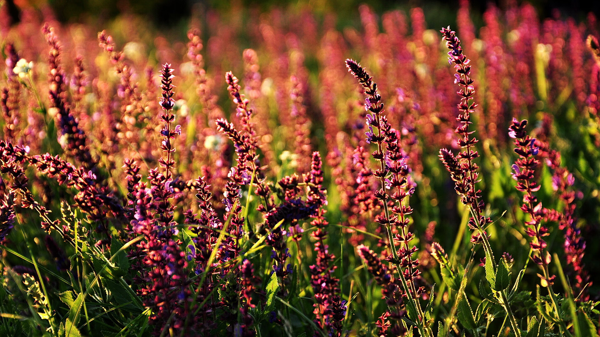 LEYU SPORTS中国官方网站-挑战欧洲足球冠军联赛霸主，球队为战斗充分准备，欧洲足球冠军是谁