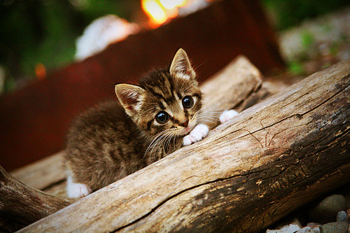 新疆飞虎球队整体实力稳步上升，新疆飞虎最近比赛
