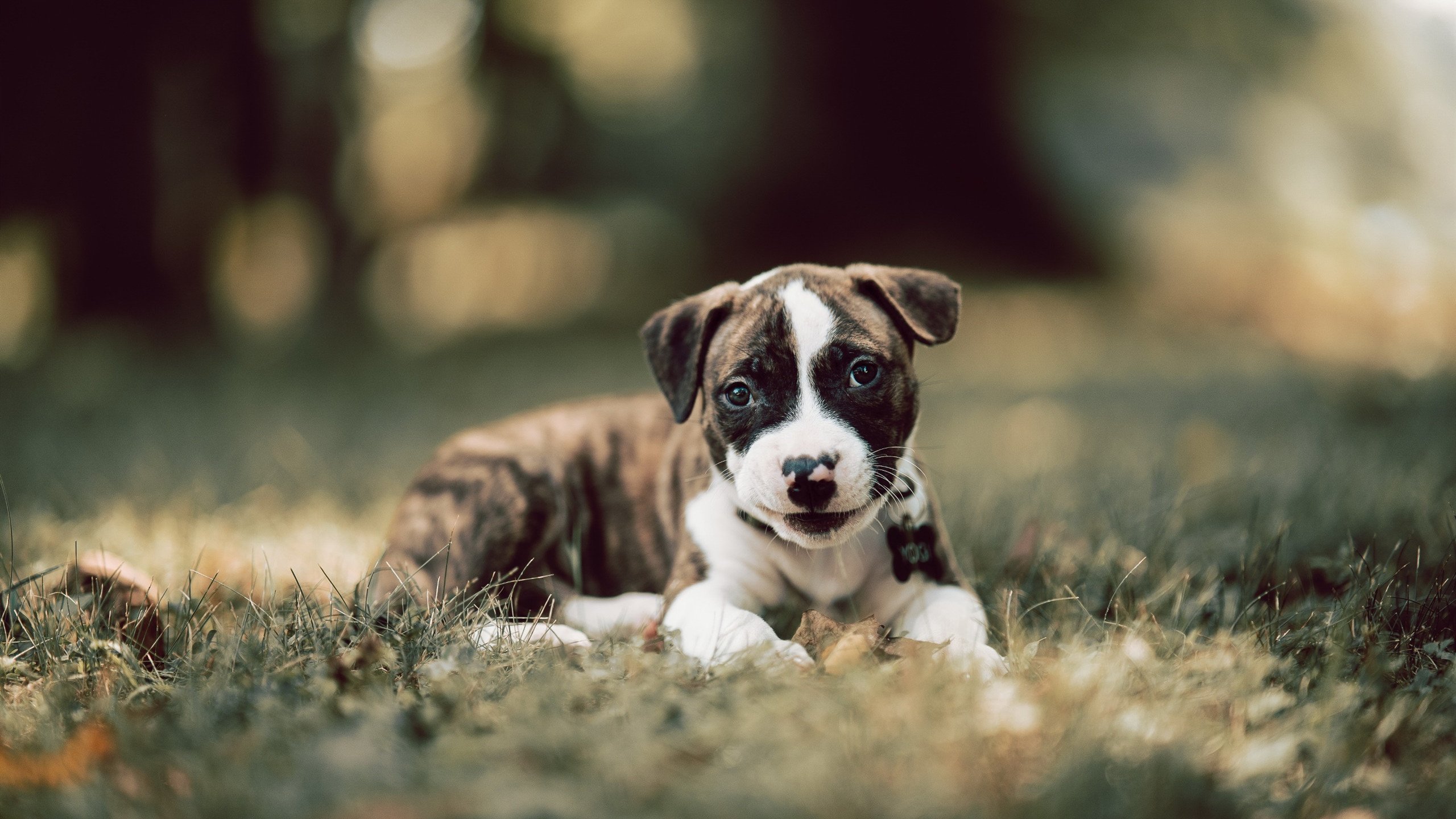 波斯凯、基耶利尼共同领军尤文图斯,客场大胜佛罗伦萨,尤文图斯波尔图集锦