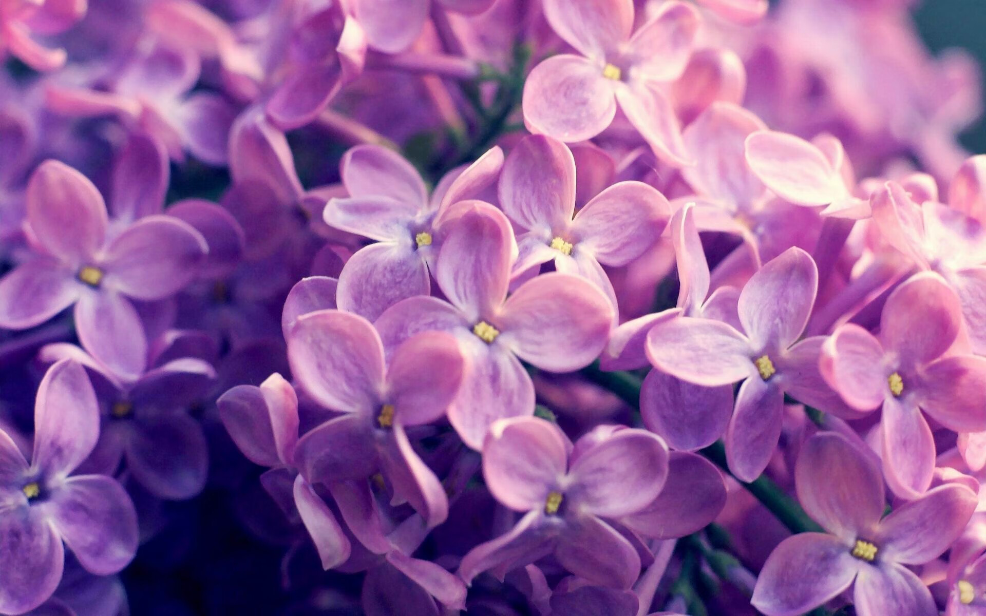 马赛赢球士气高涨,下轮备战鼓舞人心,马赛球迷进球