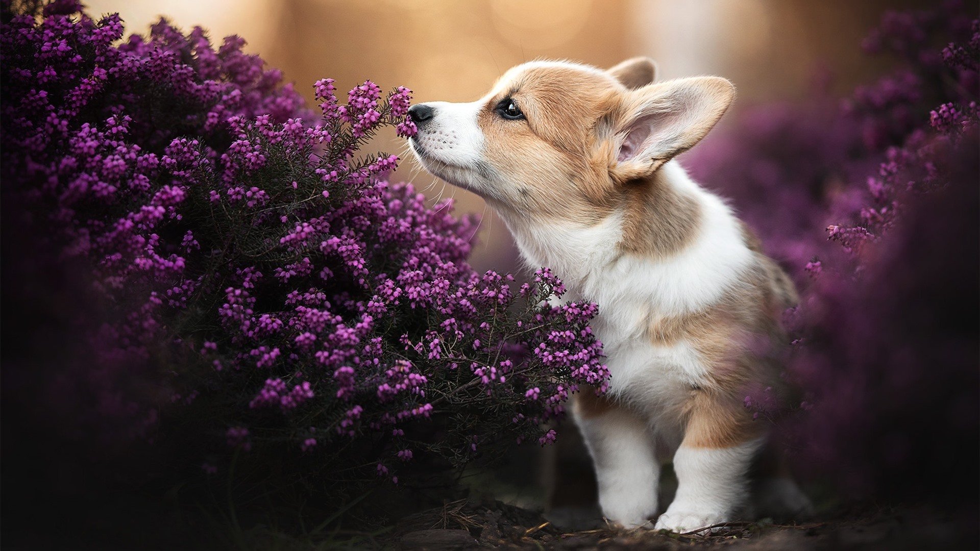 黄蜂队签下大牌球员 转会签约正式达成,黄蜂队球员名单最新