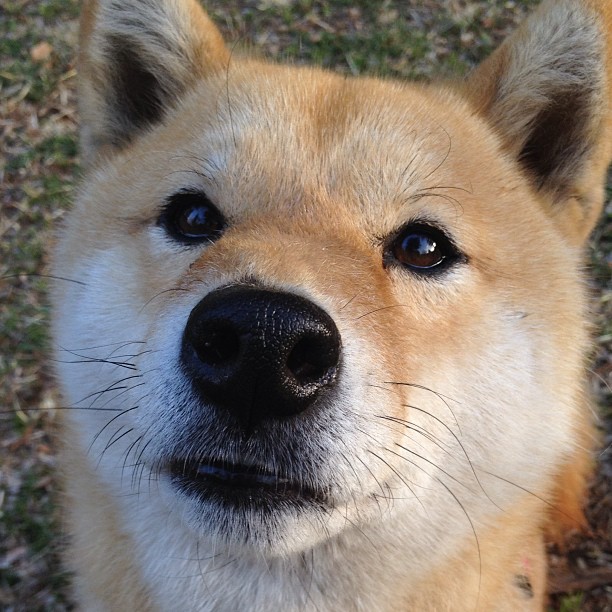 乐鱼体育-主力射手是否更依赖反击球权而非阵地战机会，射手是设置攻击最近吗