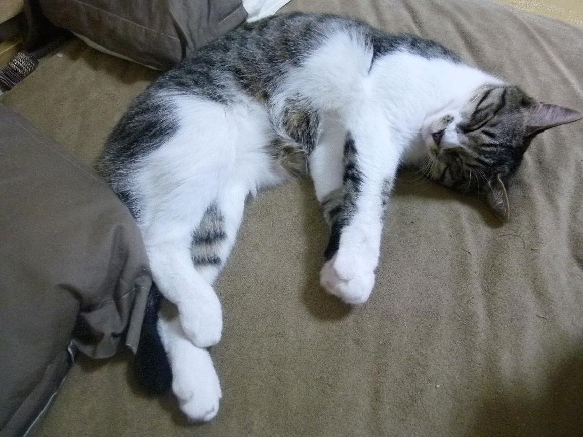 乐鱼（中国）体育官方网站-女篮姑娘征战海外赛场经验值爆表