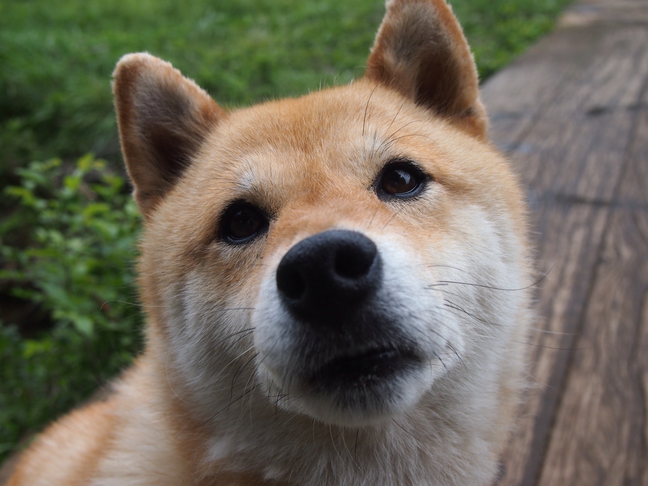 德国队未来发展规划:国际乒联混合团体世界杯的机遇与挑战,德国队乒乓球阵容