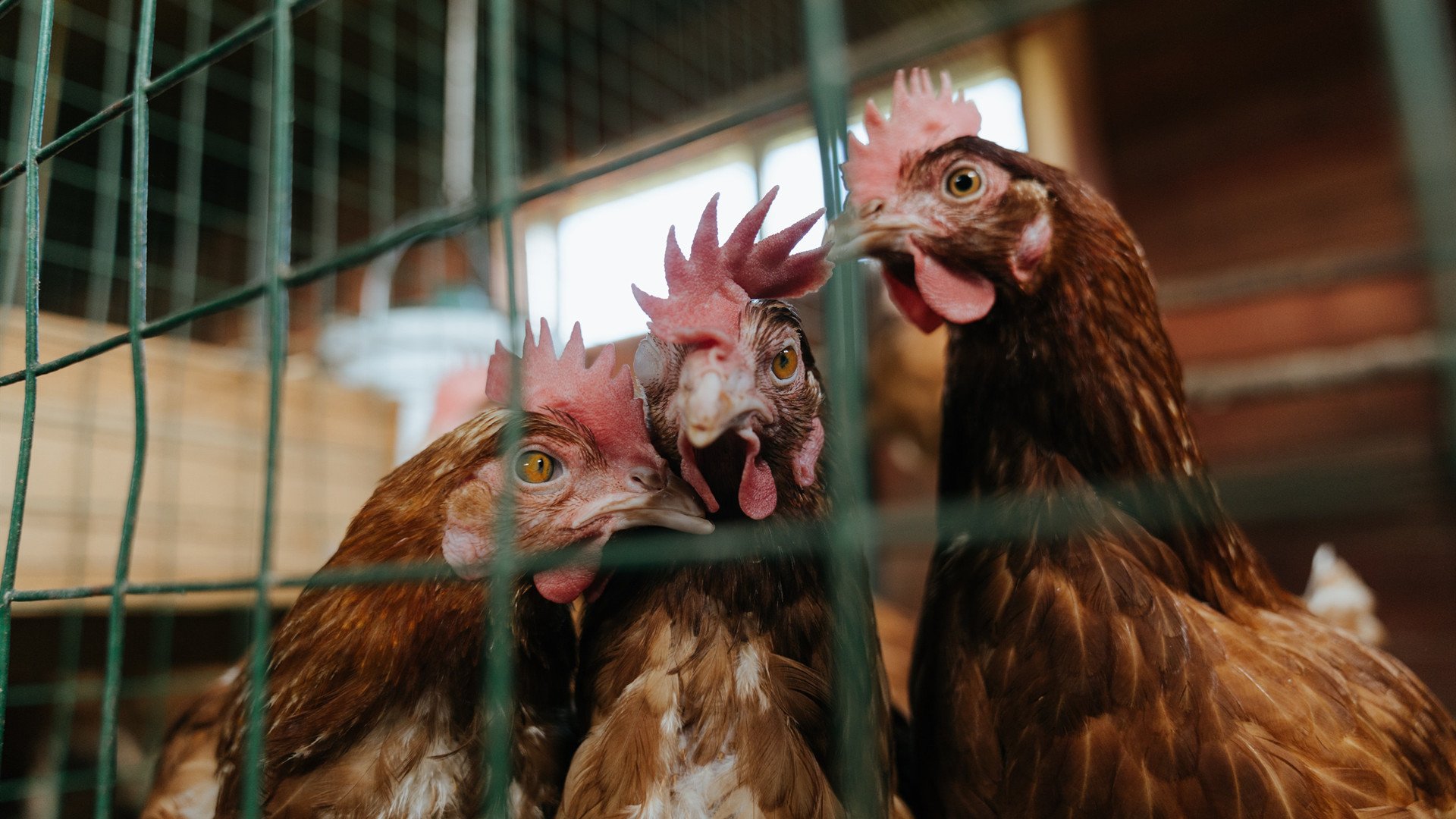 韩国乒乓队新星崛起,打破原有格局,韩国乒乓球阵容
