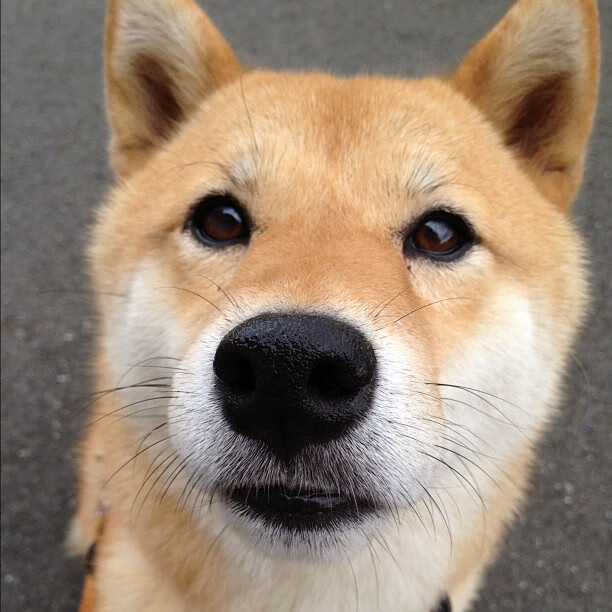 国王连续第三场得分突破一百一十分，国王六连败