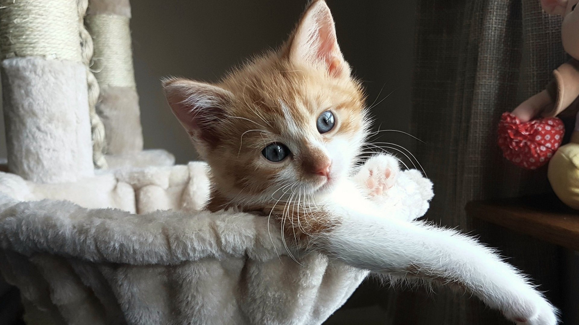 国王场边训练照展示球员专注面貌,国王 球队