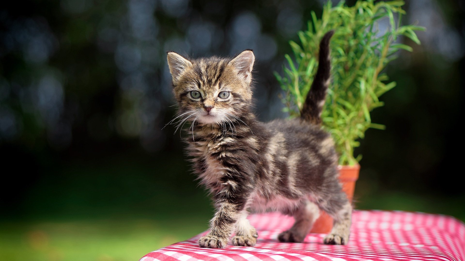 LeyuSports-拉文称需要全队同频率执行战术，拉文带队能力