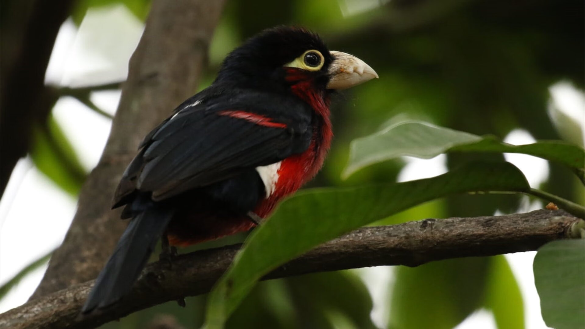 曹缘3米跳板决赛完美发挥摘金,曹缘十米跳台