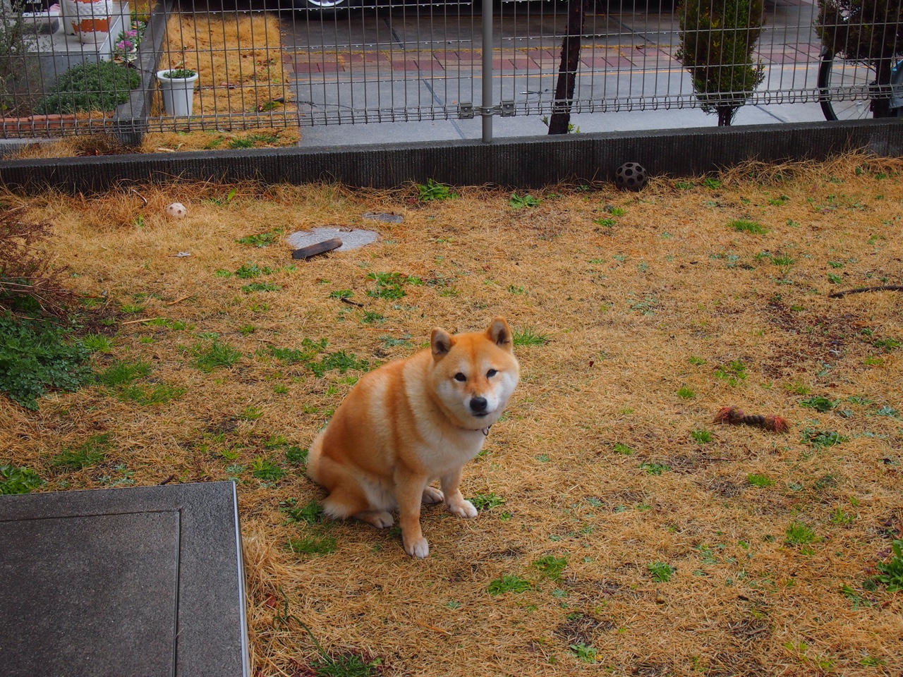 格鲁吉亚女篮在欧洲锦标赛中表现优异,期待奥运舞台,格鲁吉亚篮球队