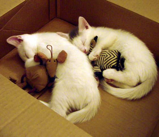 欧洲杯战术变化:变阵与突破的精彩瞬间,欧洲杯的战况如何