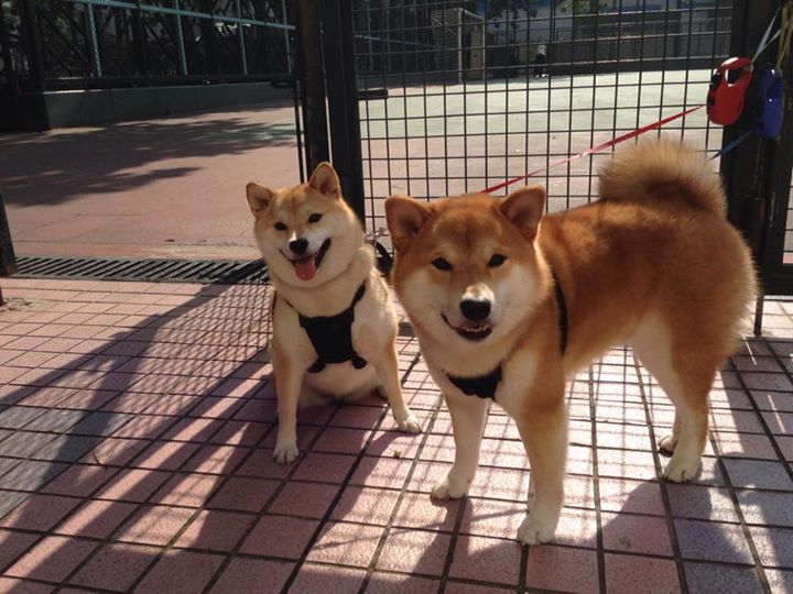 欧洲杯终极争夺:战术布置中的破局技巧,欧洲杯揭幕战难打